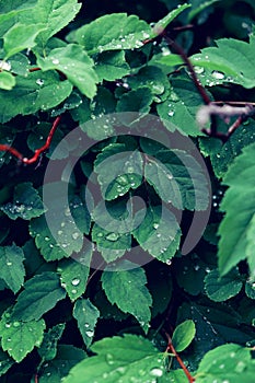 Dark green foliage after rain. Water drops on the leaves. Abstract natural background. Vertical photo