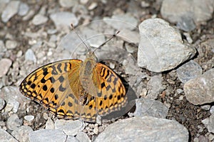 Dark Green Fritillary