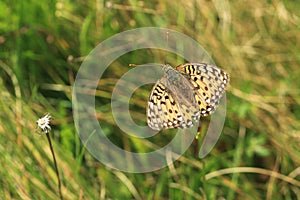 Dark green fritillary