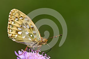 Dark green fritillary