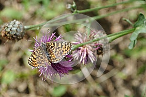 Dark green fritillary in the Alps