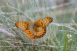 Dark Green Fritillary (Argynnis aglaja) Butterfly basking on Grass