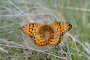 Dark Green Fritillary (Argynnis aglaja) Butterfly resting on Grass