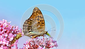 Dark green fritillary butterfly Argynnis aglaja