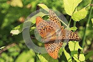 Dark Green Fritillary butterfly Argynnis aglaja