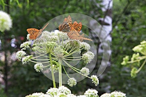 Dark Green Fritillary butterfly Argynnis aglaja