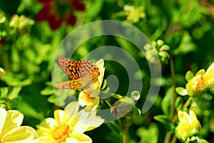 Dark Green Fritillary butterfly on the beautiful flowers