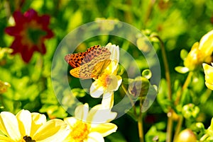 Dark Green Fritillary butterfly on the beautiful flowers