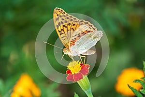 The dark green fritillary butterfly collects nectar on flower. Speyeria aglaja is a species of butterfly in the family Nymphalidae