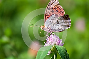 The dark green fritillary butterfly collects nectar on flower. Speyeria aglaja is a species of butterfly in the family Nymphalidae