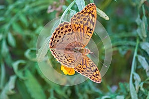 The dark green fritillary butterfly collects nectar on flower. Speyeria aglaja is a species of butterfly in the family Nymphalidae