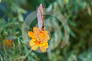 The dark green fritillary butterfly collects nectar on flower. Speyeria aglaja is a species of butterfly in the family Nymphalidae