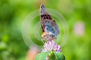 The dark green fritillary butterfly collects nectar on flower. Speyeria aglaja is a species of butterfly in the family Nymphalidae