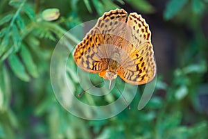 The dark green fritillary butterfly collects nectar on flower. Speyeria aglaja is a species of butterfly in the family Nymphalidae