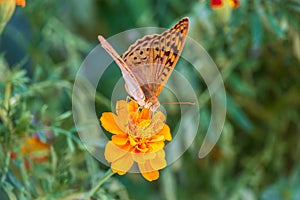 The dark green fritillary butterfly collects nectar on flower. Speyeria aglaja is a species of butterfly in the family Nymphalidae