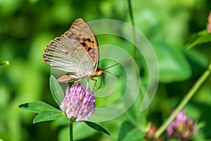 The dark green fritillary butterfly collects nectar on flower. Speyeria aglaja is a species of butterfly in the family Nymphalidae