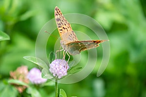 The dark green fritillary butterfly collects nectar on flower. Speyeria aglaja is a species of butterfly in the family Nymphalidae