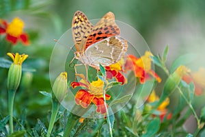 The dark green fritillary butterfly collects nectar on flower. Speyeria aglaja is a species of butterfly in the family Nymphalidae