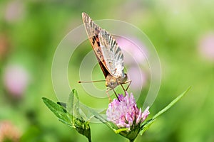 The dark green fritillary butterfly collects nectar on flower. Speyeria aglaja is a species of butterfly in the family Nymphalidae