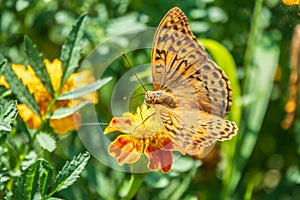 The dark green fritillary butterfly collects nectar on flower. Speyeria aglaja is a species of butterfly in the family Nymphalidae