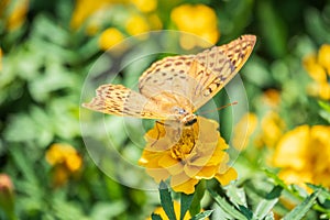 The dark green fritillary butterfly collects nectar on flower. Speyeria aglaja is a species of butterfly in the family Nymphalidae