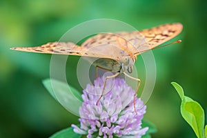 The dark green fritillary butterfly collects nectar on flower. Speyeria aglaja is a species of butterfly in the family Nymphalidae