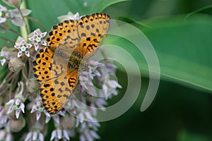 Dark green fritillary butterfly on a common milkweed flower