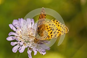 Dark green fritillary on a flower in a field under the sunlight with a blurry background