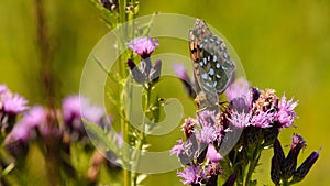 The dark green fritillary Speyeria aglaja