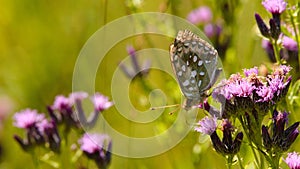 The dark green fritillary Speyeria aglaja