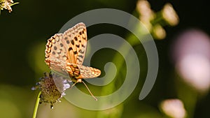 The dark green fritillary Speyeria aglaja