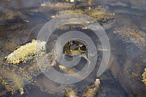 Dark green frog with head poking out of water with golden yellow pollen close up