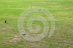 Dark green garden Lawn