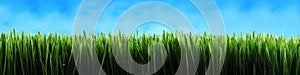 Dark green grass panorama background