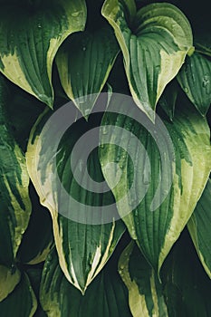 Dark Green Hosta Leaves