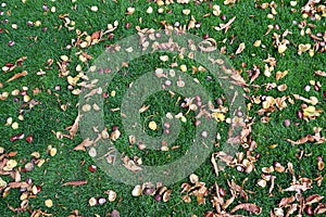 Dark green lawn covered with conkers and fallen leaves of horse chestnut