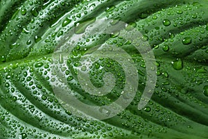 Dark green leaf with drops of water close up for natural background