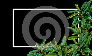 Dark green leaf native Bucephalandra wavy the nature frame layout with a white frame on black background