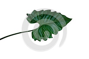 Dark green leaf of Philodendron species Philodendron speciosum the tropical foliage climbing plant isolated on white background