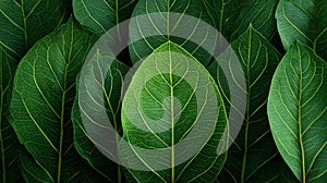 Dark Green Leaf Texture Background