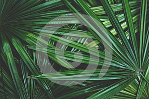 Dark green leaf texture background, tropical jungle tone concept