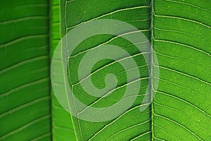 Dark green leaf texture with veins in backlight.