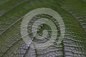 Dark Green Leaf Veins and Texture