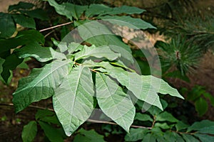 Dark-green leaves of Asimina triloba or pawpaw in summer garden against green blurred backdrop photo