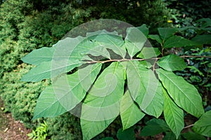 Dark-green leaves of Asimina triloba or pawpaw in summer garden against green blurred backdrop. Nature concept for any design