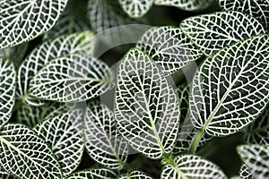 Dark green leaves background. nerve plant or fittonia albivenis