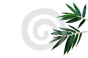 Dark green leaves of bamboo ornamental forest garden plant isolated on white background, clipping path included