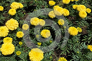 Dark green leaves and yellow flowers of Tagetes erecta