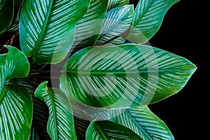 Dark Green leaves of Calathea Ornata (Pin stripe Calathea) foliage isolated on black background, clipping path