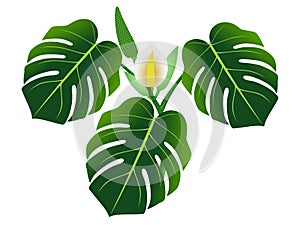 Dark green leaves with flower and fruit of monstera or split-leaf philodendron Monstera deliciosa.